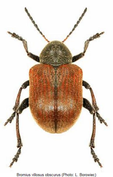bromius_villosus_hab.jpg