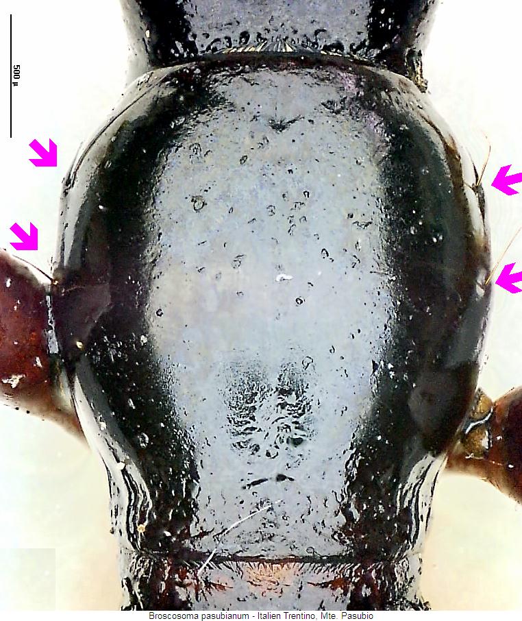 broscosoma_pasubianum_hsch.jpg