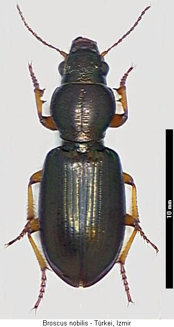 broscus_nobilis_hab.jpg