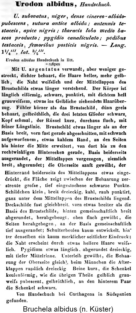 bruchela_albidus_beschreibung.gif