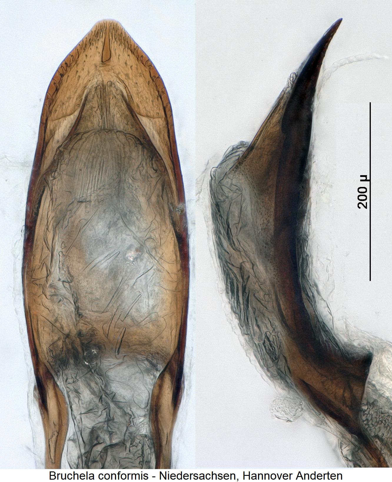 bruchela_conformis.jpg