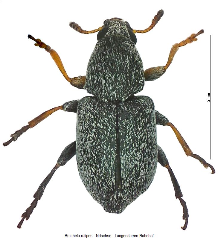 bruchela_rufipes_hab.jpg