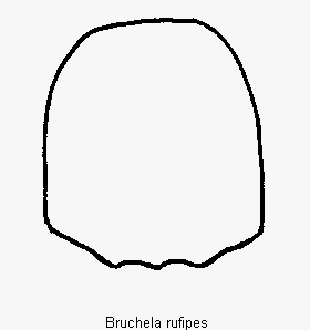 bruchela_rufipes_hsch.gif