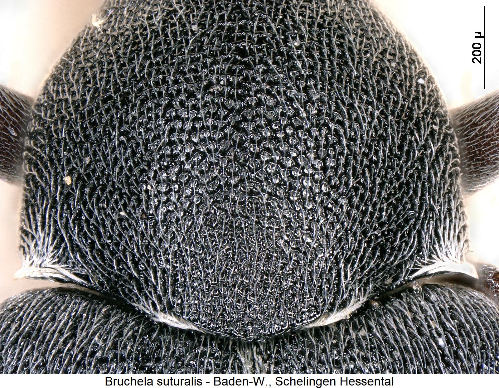 bruchela_suturalis_hsch.jpg