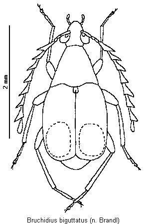 bruchidius_biguttatus_hab.gif