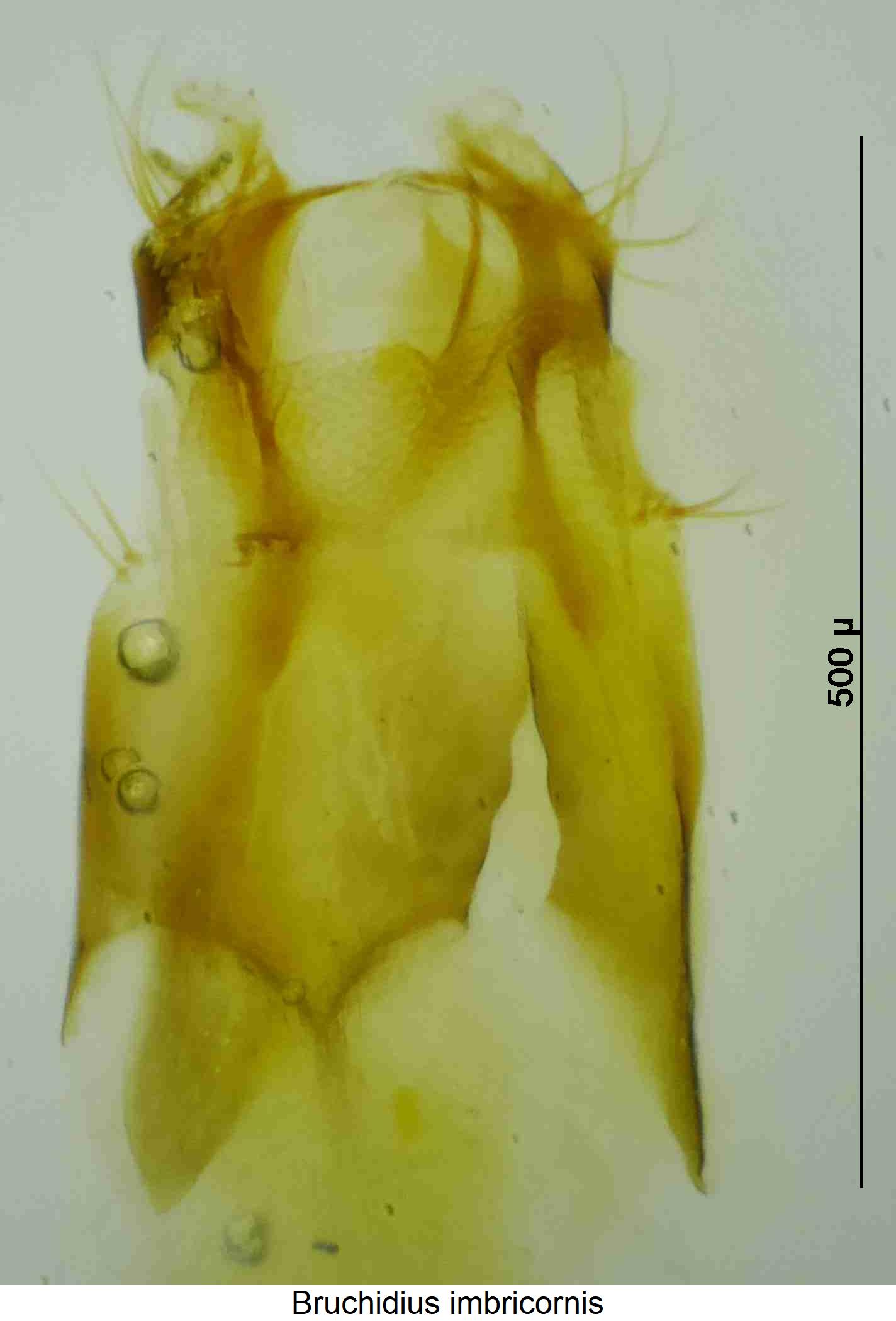 bruchidius_imbricornis_ovi.jpg