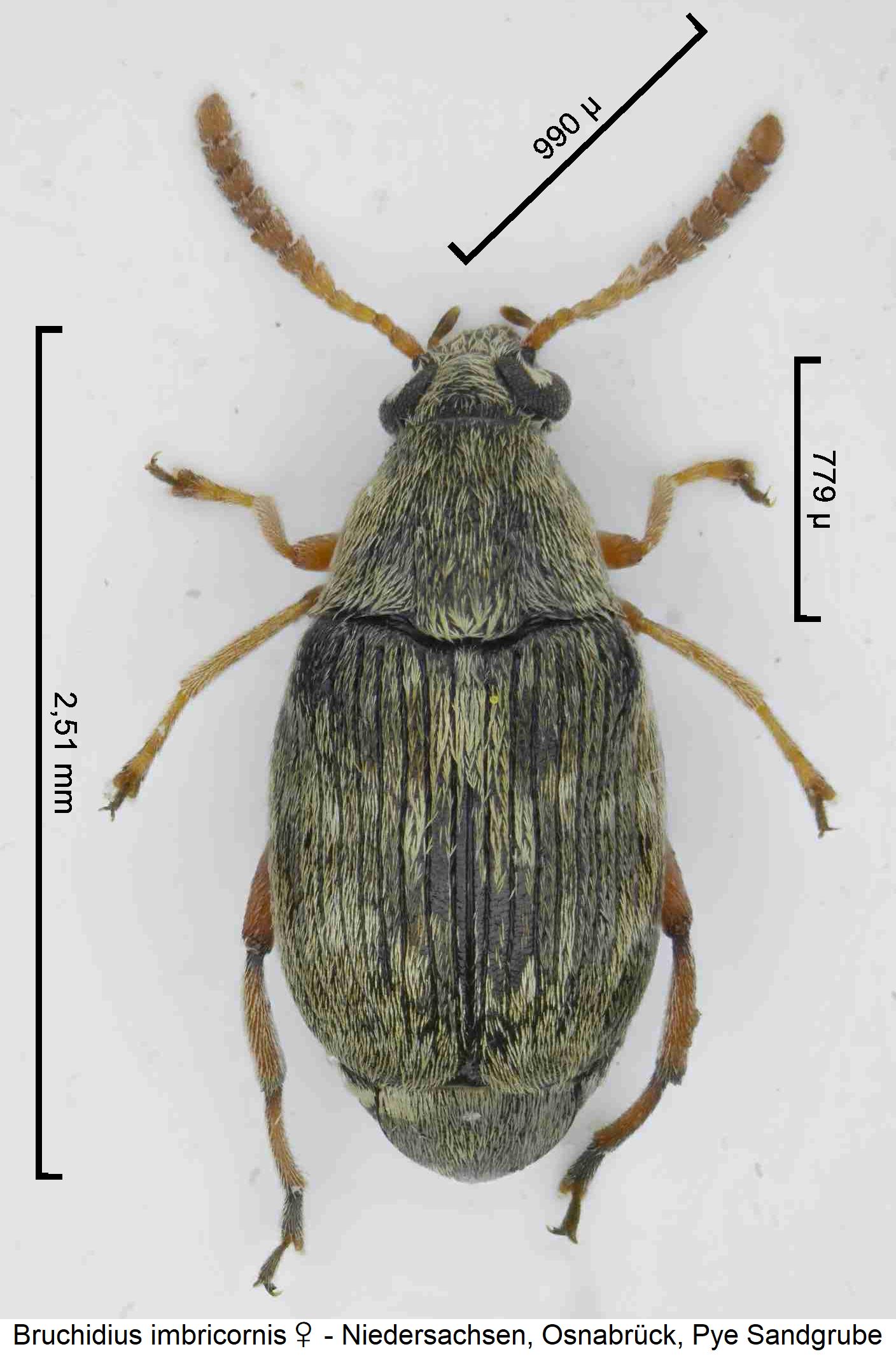bruchidius_imbricornis_w_hab.jpg