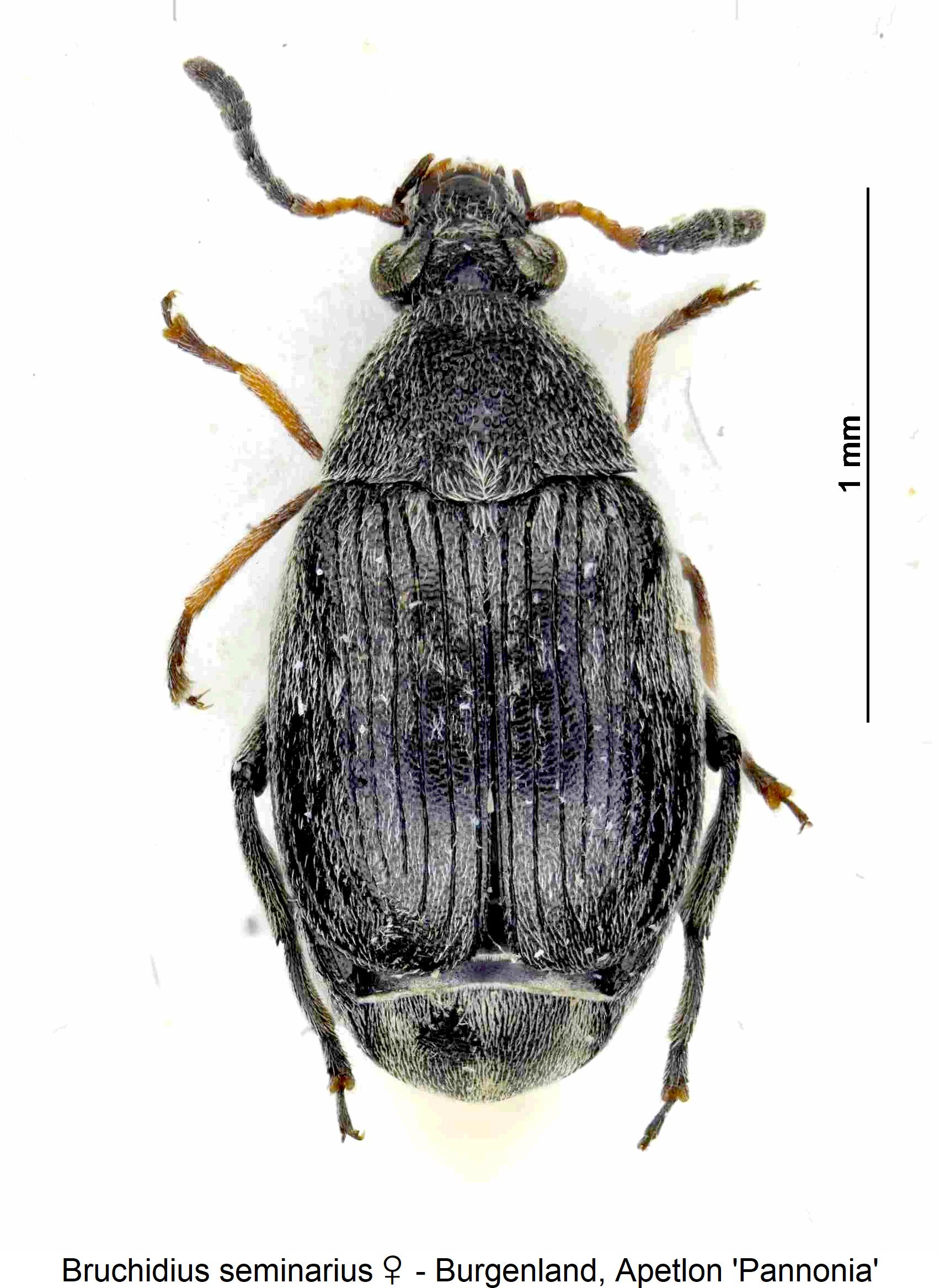 bruchidius_seminarius_w_hab.jpg