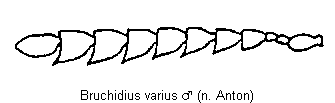 bruchidius_varius_f.gif