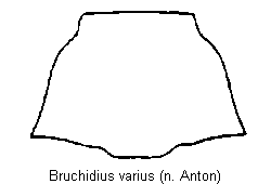 bruchidius_varius_hsch.gif