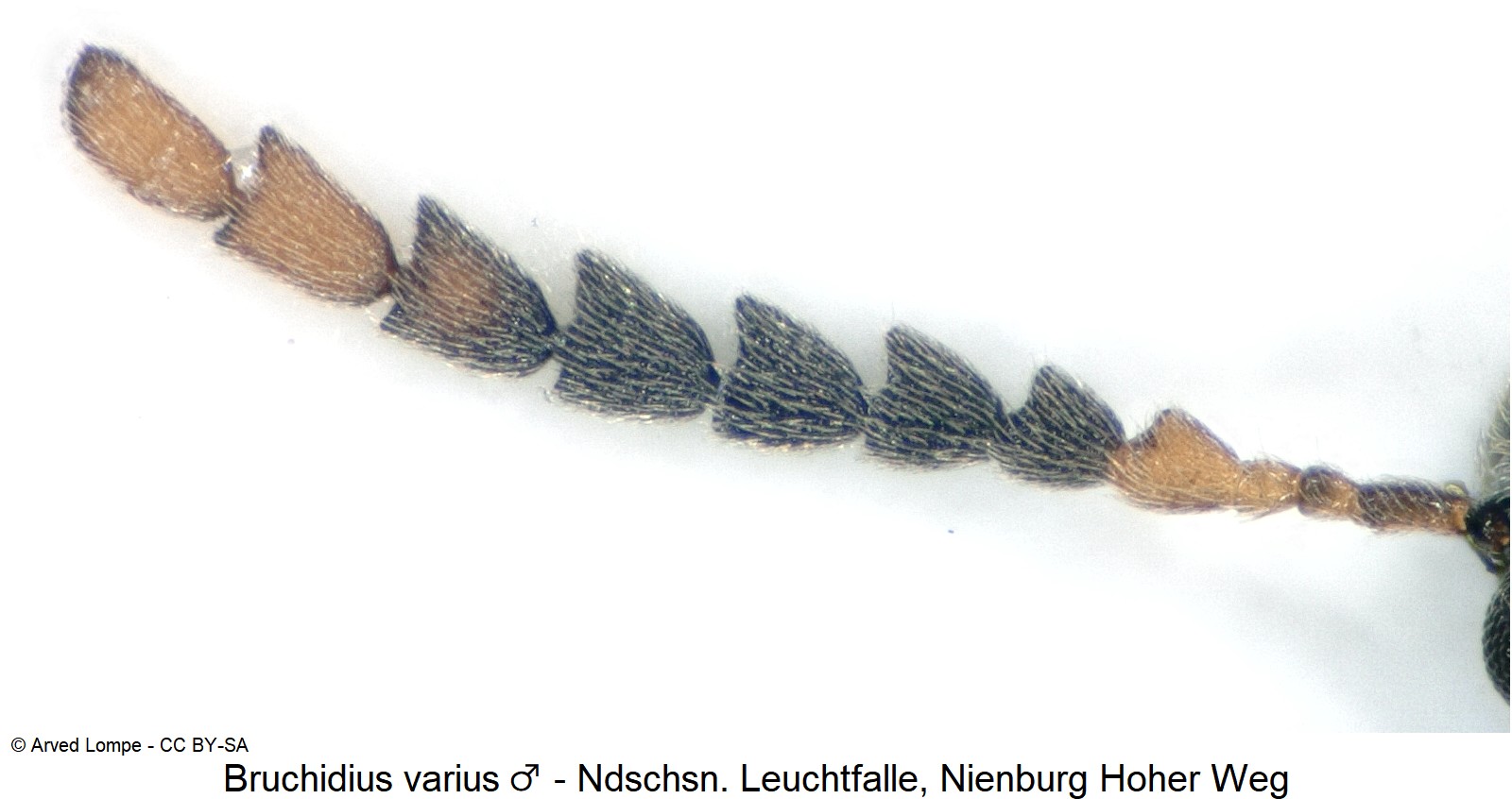bruchidius_varius_m_ck36102349_f.jpg