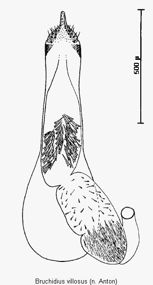 bruchidius_villosus.gif