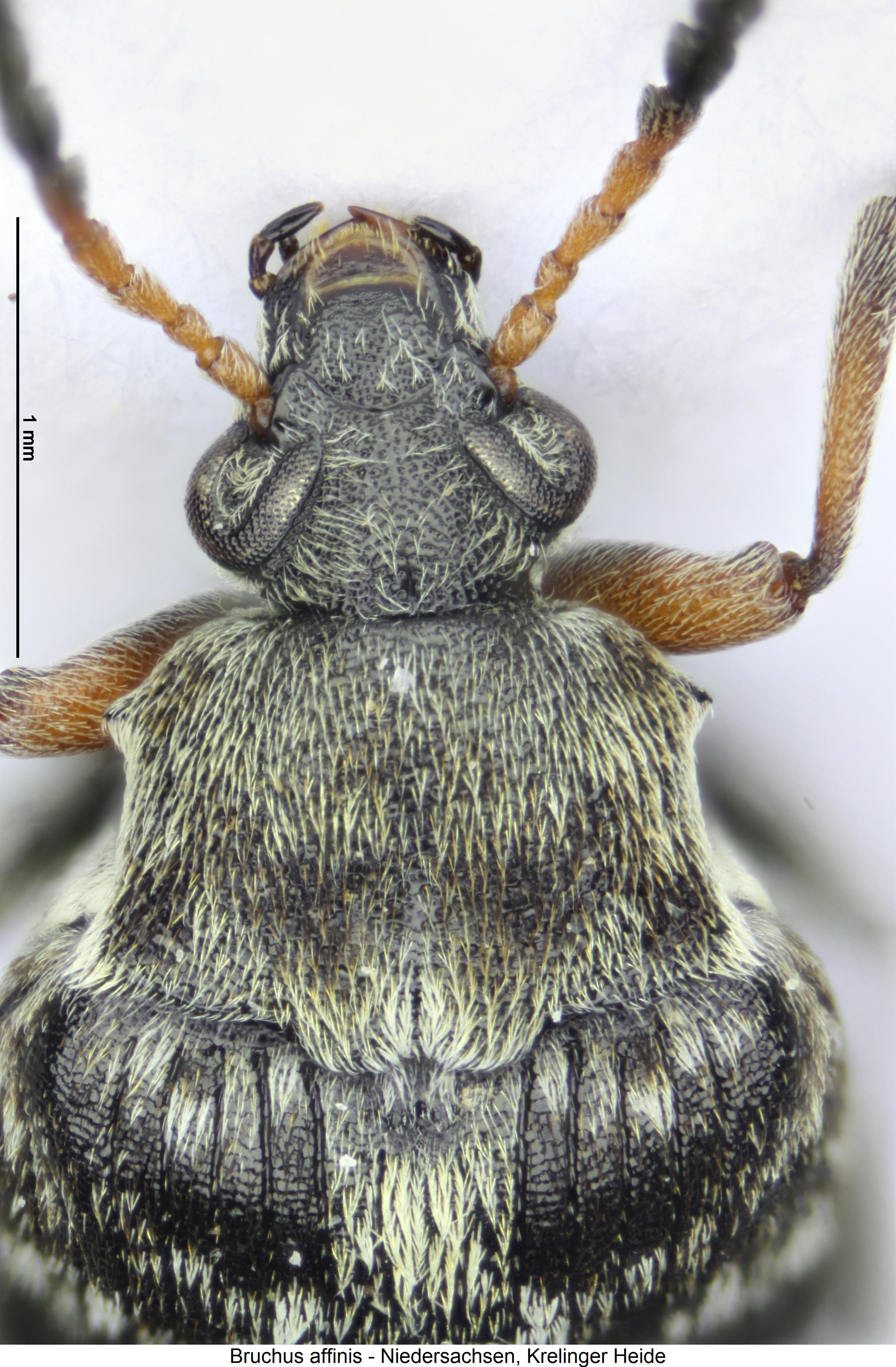 bruchus_affinis_vk.jpg