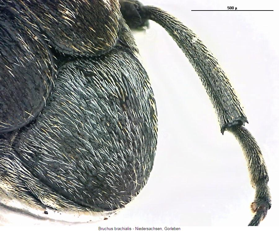bruchus_brachialis_hb.jpg