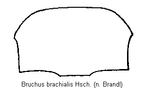 bruchus_brachialis_hsch.gif