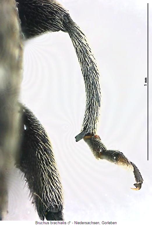 bruchus_brachialis_mschn.jpg