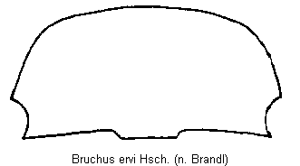 bruchus_ervi_hsch.gif