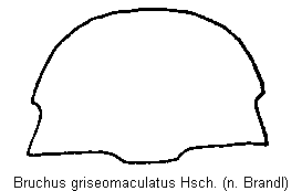 bruchus_griseomaculatus_hsch.gif