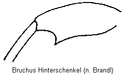 bruchus_hschl.gif