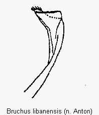 bruchus_libanensis_pm.gif