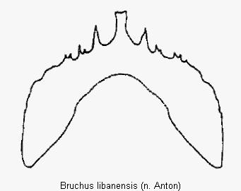 bruchus_libanensis_ster.gif