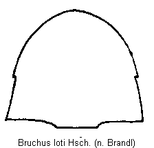 bruchus_loti_hsch.gif
