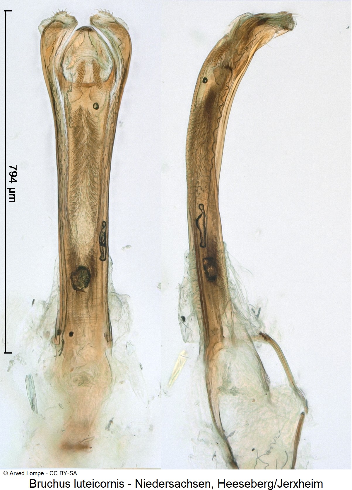 bruchus_luteicornis_ck31726469.jpg