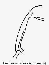 bruchus_occidentalis_mschn.gif