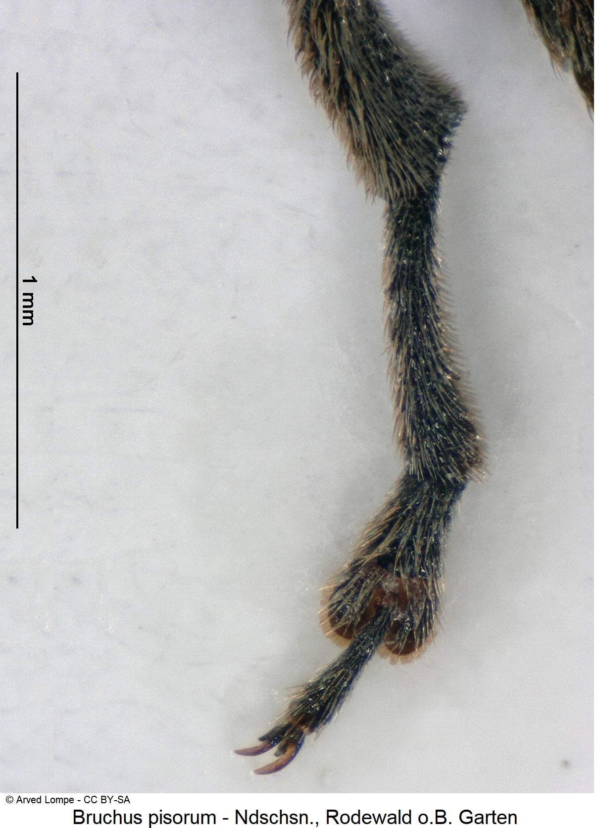 bruchus_pisorum_ck34108920_htr.jpg