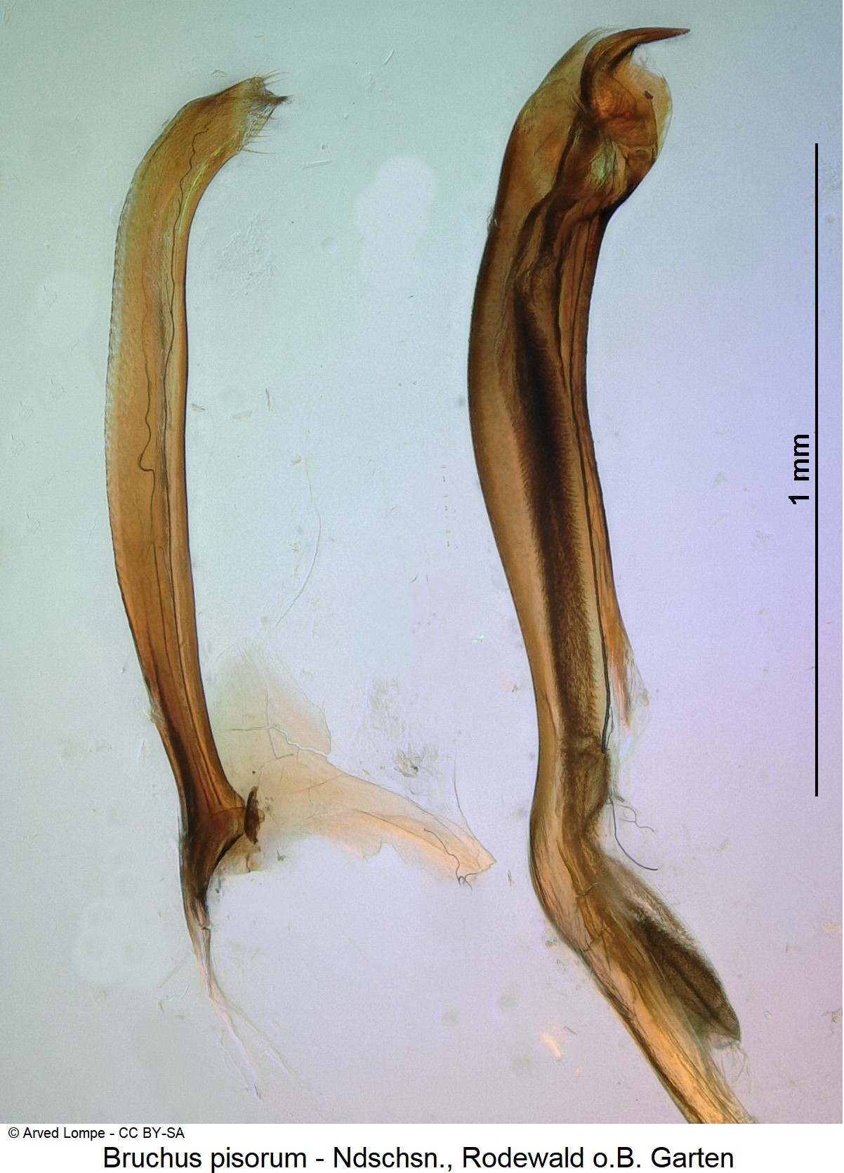 bruchus_pisorum_ck34108920_sa_pen.jpg