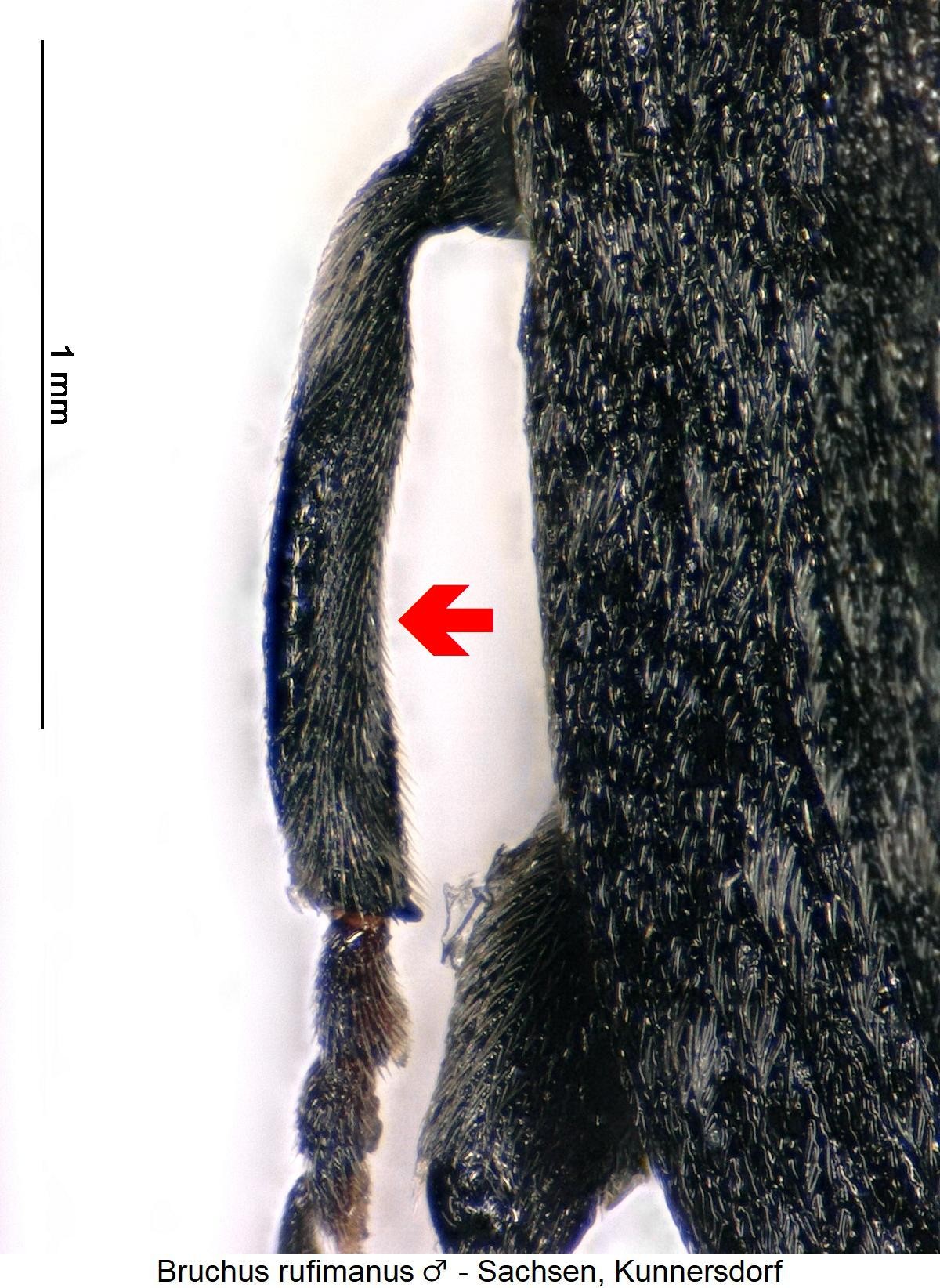 bruchus_rufimanus_mm_mschn.jpg