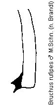 bruchus_rufipes_mschn.gif
