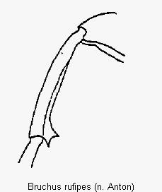 bruchus_rufipes_mschn1.gif