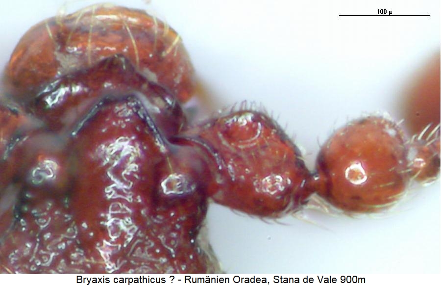 bryaxis_carpathicus_k.jpg