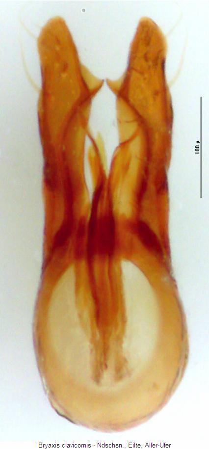 bryaxis_clavicornis.jpg