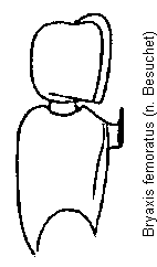 bryaxis_femoratus_f.gif