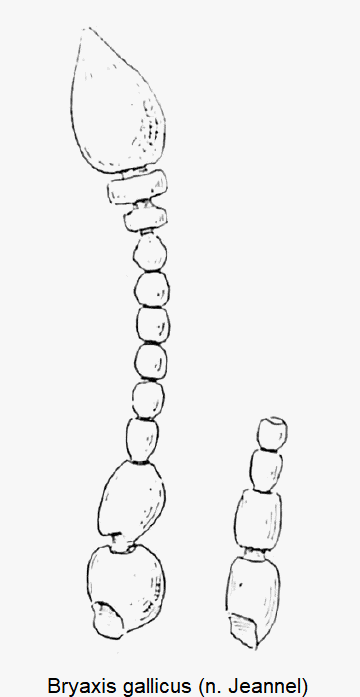 bryaxis_gallicus_f.gif