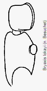 bryaxis_lokayi_f.gif
