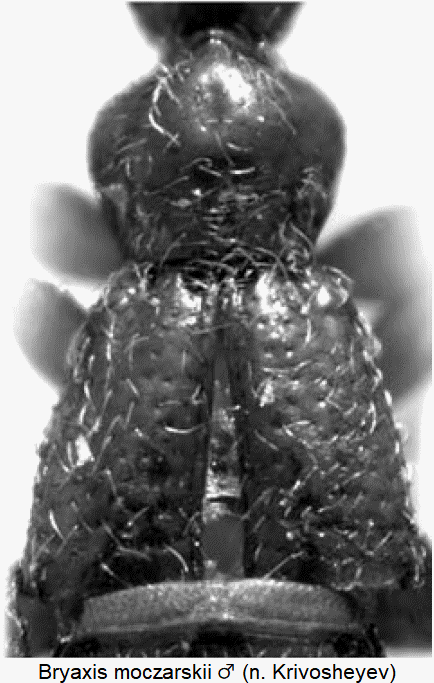 bryaxis_moczarskii_m_vk.gif