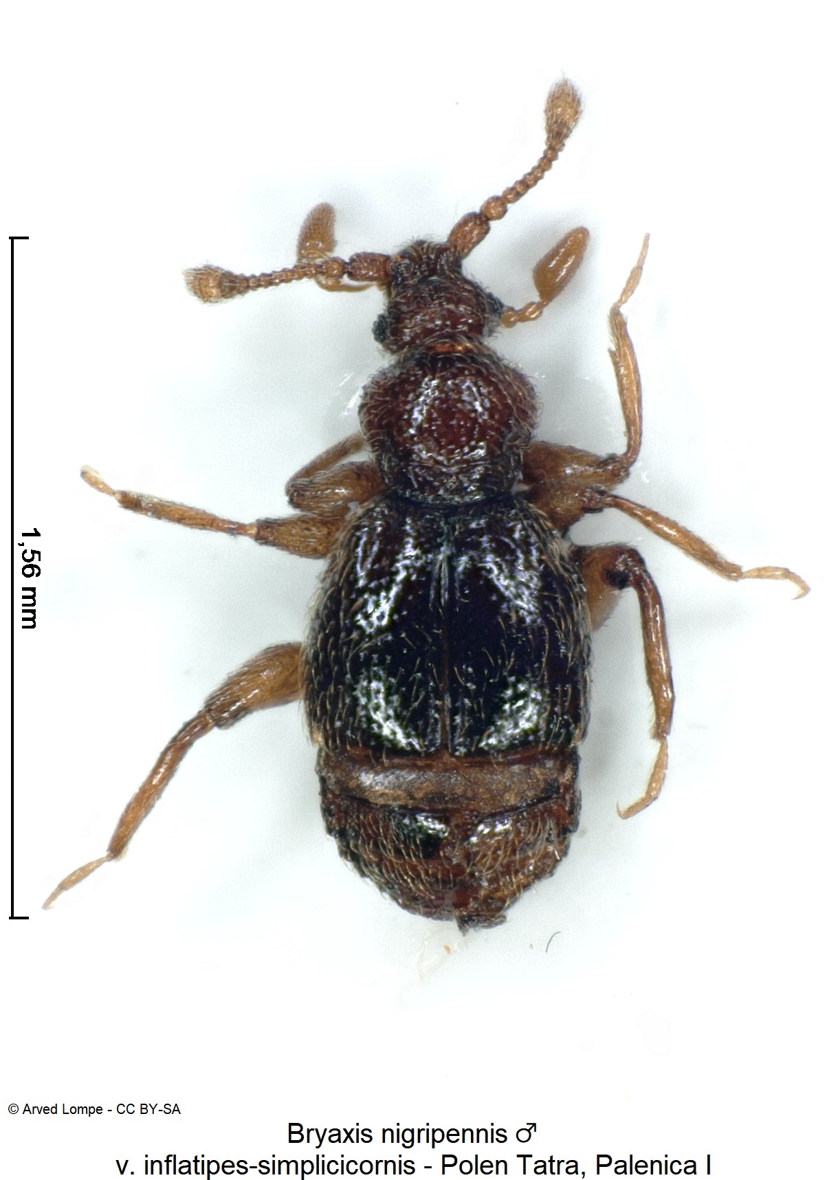 bryaxis_nigripennis_m_ck34336562_hab-1.jpg