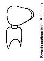 bryaxis_nodicornis_f.gif