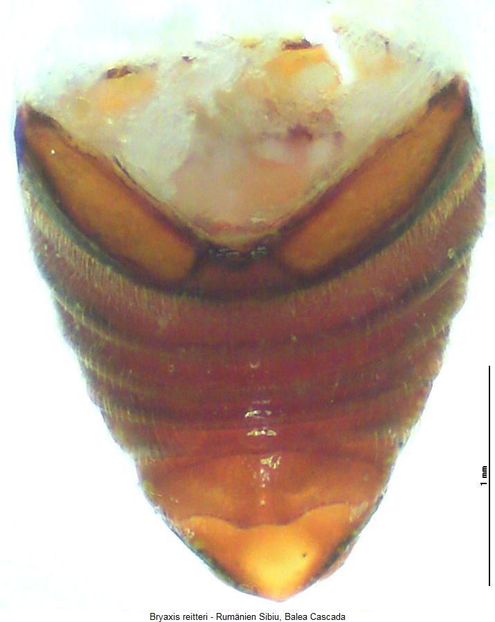 bryaxis_reitteri_hlb.jpg