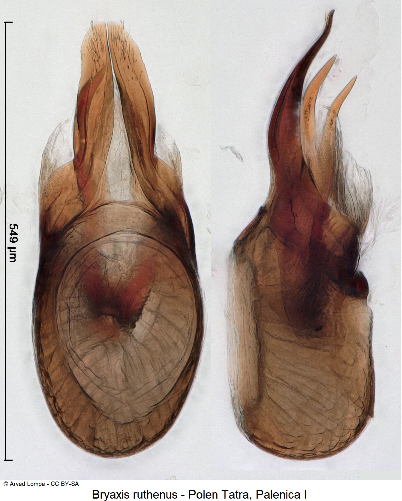 bryaxis_ruthenus_ck34336482-1.jpg