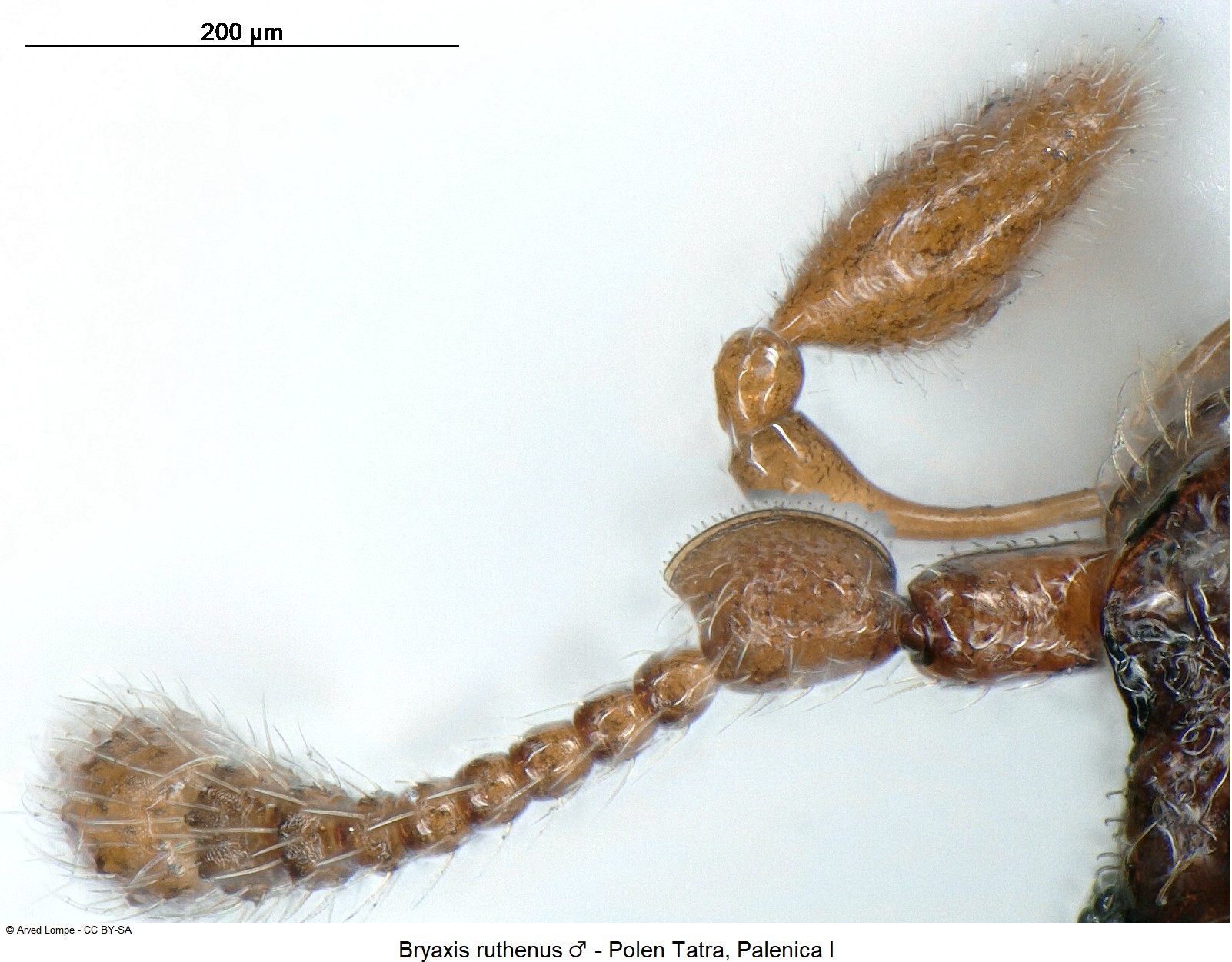 bryaxis_ruthenus_m_ck34336482_f.jpg