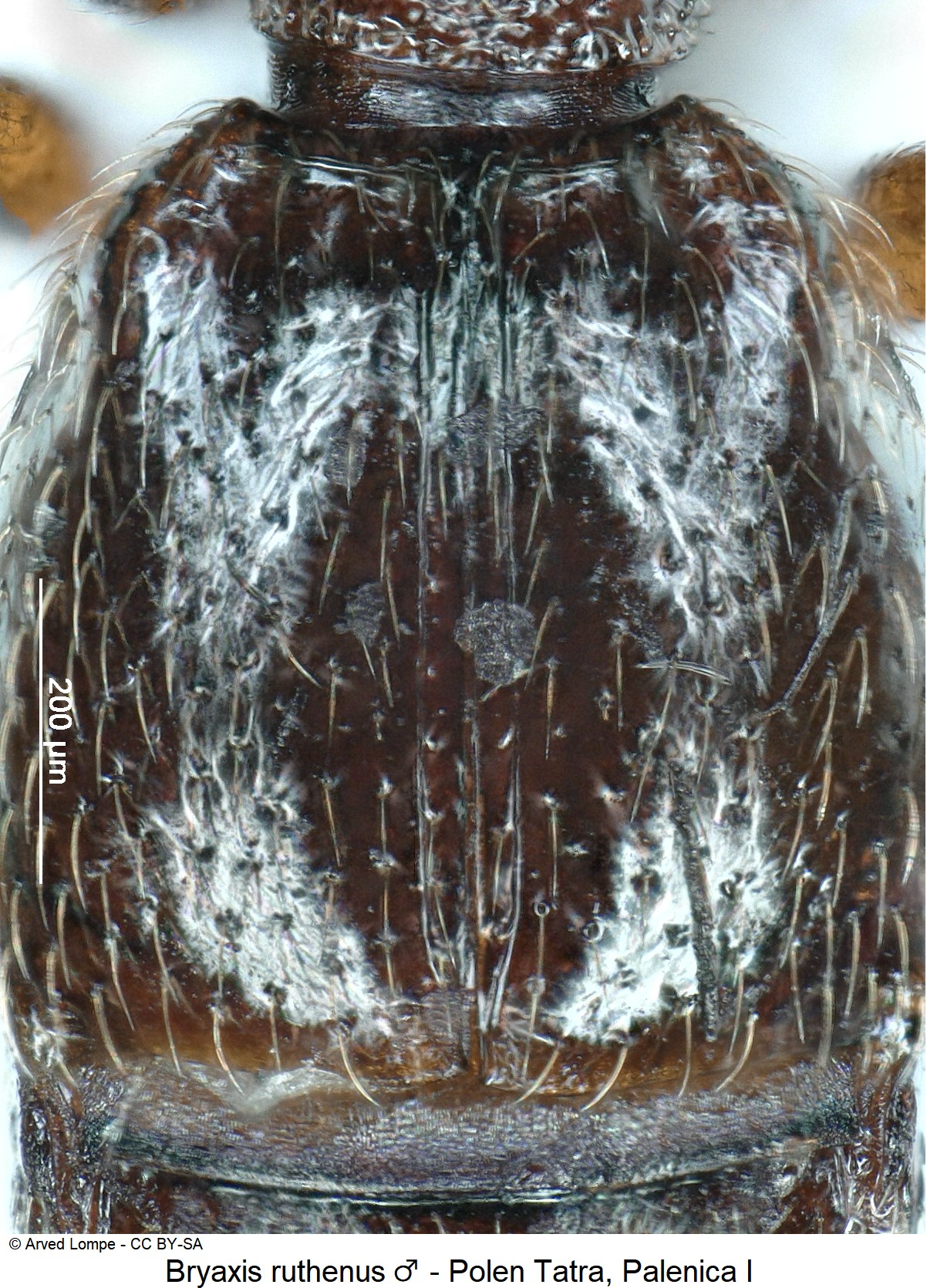 bryaxis_ruthenus_m_ck34336482_fld.jpg