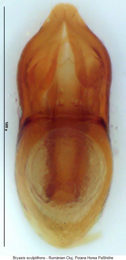 bryaxis_sculptifrons.jpg