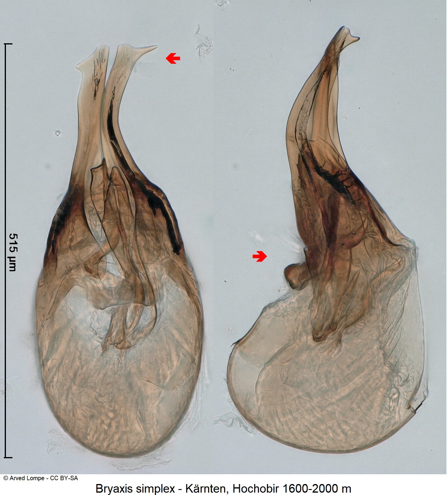 bryaxis_simplex_ck6056.jpg