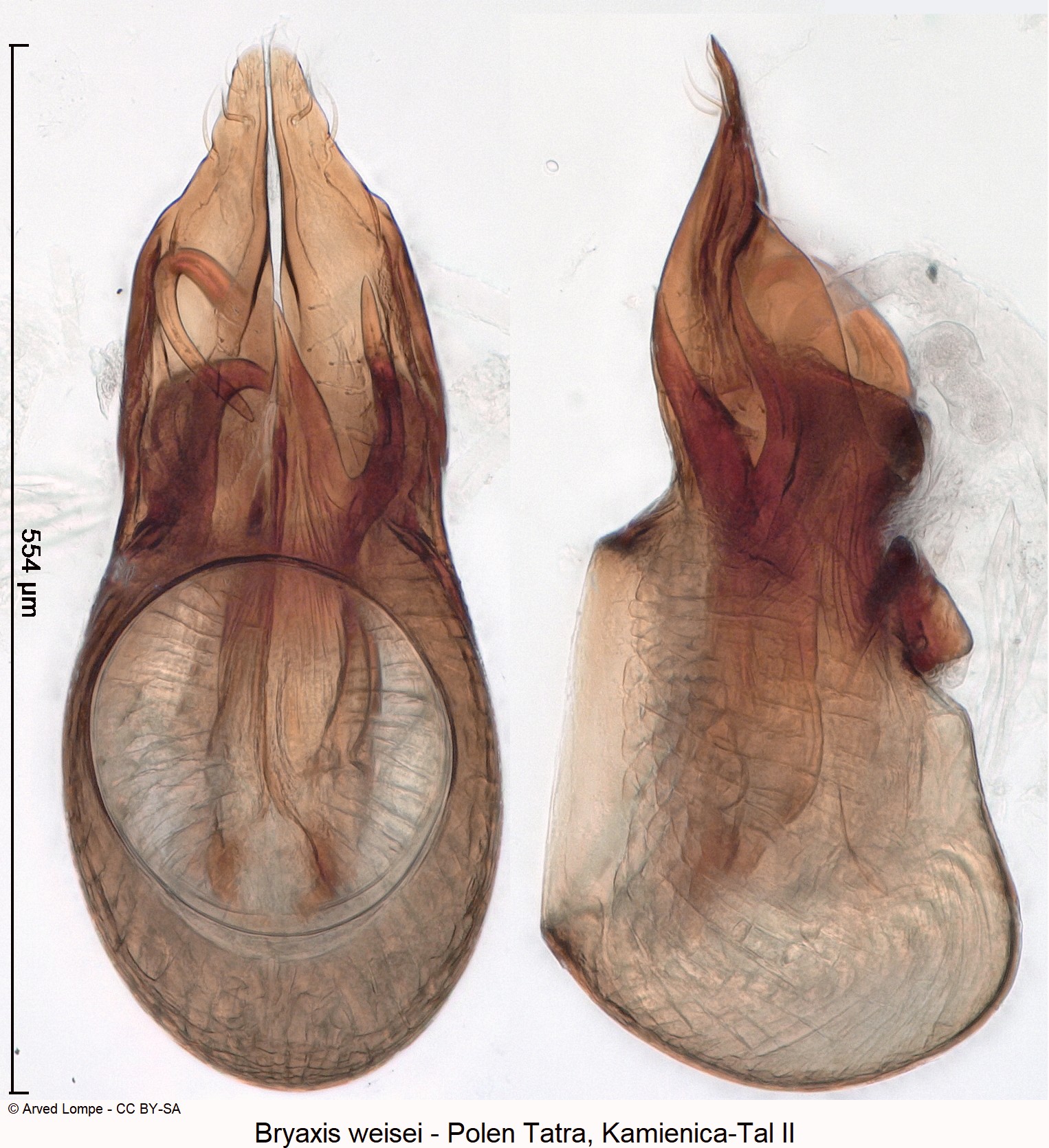 bryaxis_weisei_ck34612705.jpg