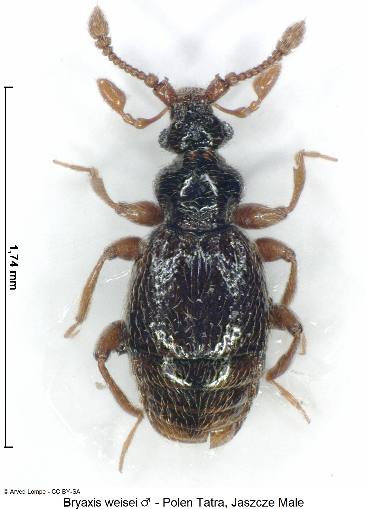bryaxis_weisei_m_ck34326253_hab.jpg