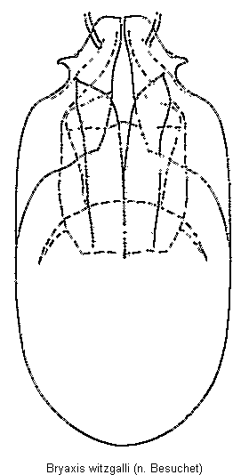 bryaxis_witzgalli.gif